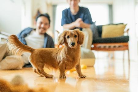 ペッツファースト ダックスフンドのPRA(進行性網膜 ペッツファースト ダックスフンドのPRA(進行性網膜