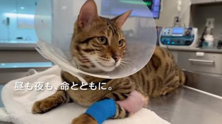 『JARVISどうぶつ医療センターTokyo』、11月1日より夜 『JARVISどうぶつ医療センターTokyo』、11月1日より夜