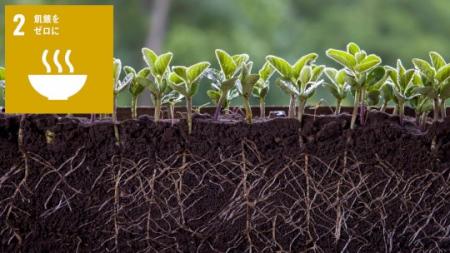 植物の栄養環境応答の新しいしくみを発見 植物の栄養環境応答の新しいしくみを発見