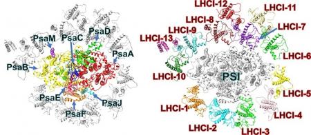 緑色系統二次共生藻ユーグレナにおける非典型的光化学 緑色系統二次共生藻ユーグレナにおける非典型的光化学