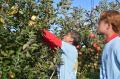 福島日産、福島ユナイテッドFC 農業部とりんご収穫を 福島日産、福島ユナイテッドFC 農業部とりんご収穫を