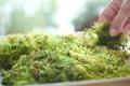 【世界初の苔カスタマイズ機能で“自分だけの緑”をデザ 【世界初の苔カスタマイズ機能で“自分だけの緑”をデザ