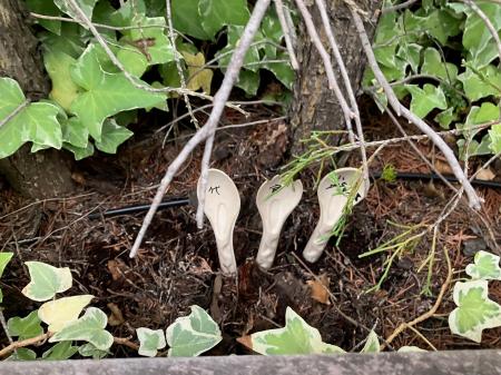 イベントごみ問題に挑む――代官山 爽涼祭 2025で使用済 イベントごみ問題に挑む――代官山 爽涼祭 2025で使用済