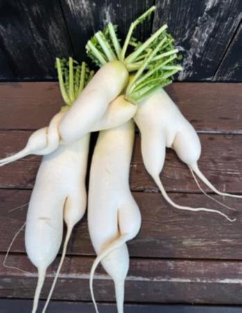 (三崎観光)規格外のやさいを使用した『大根梅utf-8 (三崎観光)規格外のやさいを使用した『大根梅utf-8