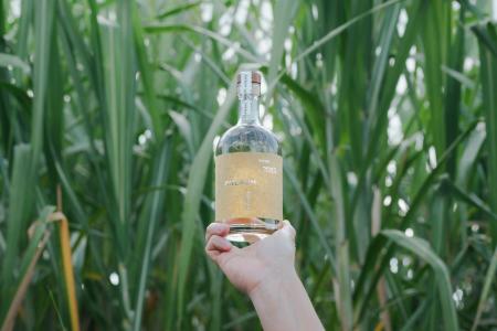 さとうきびの栽培研究からスタートしたアグリコールラ さとうきびの栽培研究からスタートしたアグリコールラ