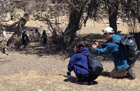 【すみだ水族館】マゼランペンギンの繁殖地アルutf-8 【すみだ水族館】マゼランペンギンの繁殖地アルutf-8