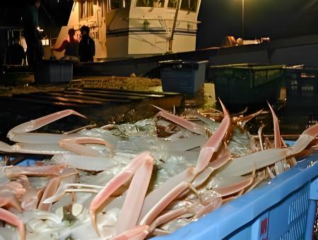 島根県・隠岐諸島「松葉ガニ漁」今年も解禁!11utf-8 島根県・隠岐諸島「松葉ガニ漁」今年も解禁!11utf-8