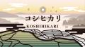 新潟米の新作PR動画を明日、全編公開します 新潟米の新作PR動画を明日、全編公開します