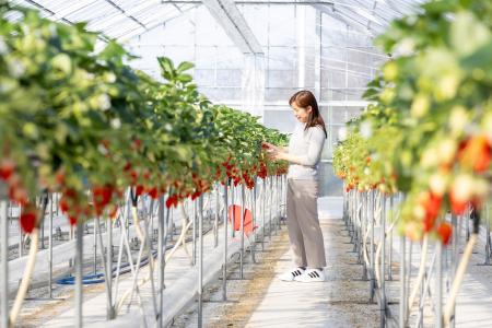 ホテル自家農園でいちご狩り、スイーツなどいちごを存 ホテル自家農園でいちご狩り、スイーツなどいちごを存