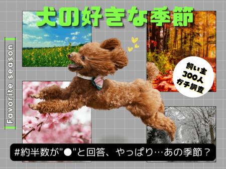【飼い主300人に調査】犬の好きな季節、約半数が●を選 【飼い主300人に調査】犬の好きな季節、約半数が●を選