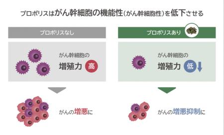 ブラジル産グリーンプロポリスが、がん幹細胞性を低下 ブラジル産グリーンプロポリスが、がん幹細胞性を低下
