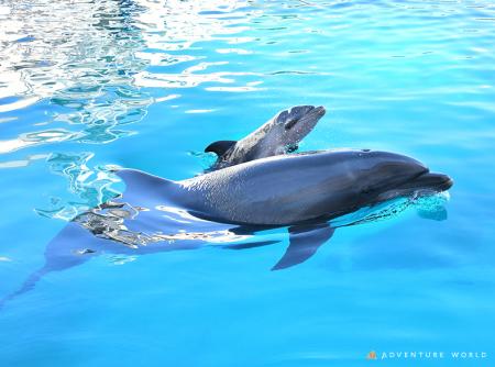 閉園した「みさき公園」から受け継いだいのち バンド 閉園した「みさき公園」から受け継いだいのち バンド