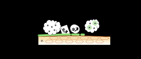 高速分散処理により繊維ネットワーク構造の微細化を実 高速分散処理により繊維ネットワーク構造の微細化を実