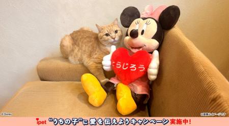 アンケートへのご回答だけ!ディズニーデザインのグッ アンケートへのご回答だけ!ディズニーデザインのグッ