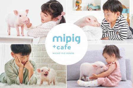 累計来場者数200万人突破!マイクロブタカフェ『mipig 累計来場者数200万人突破!マイクロブタカフェ『mipig