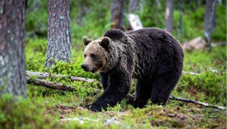 街に降りてくるクマが急増!?クマ被害に対する意識の 街に降りてくるクマが急増!?クマ被害に対する意識の