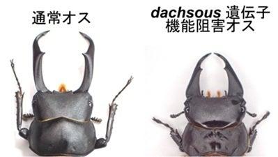 クワガタムシ類のオス特有の大きなアゴはどうやって巨 クワガタムシ類のオス特有の大きなアゴはどうやって巨