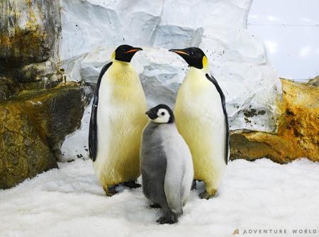 世界初、エンペラーペンギンの人工授精で有精卵の確認 世界初、エンペラーペンギンの人工授精で有精卵の確認