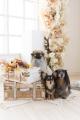 “社員犬101匹と一緒にPR” 犬専門フォトスタジオが西 “社員犬101匹と一緒にPR” 犬専門フォトスタジオが西