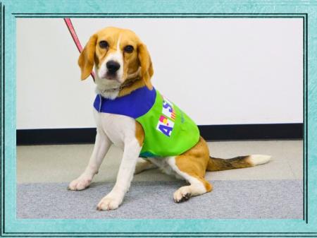 トコジラミ探知犬「エル」デビュー!川崎フロンターレ トコジラミ探知犬「エル」デビュー!川崎フロンターレ