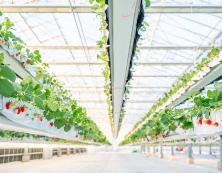 「the BERRY YOKOHAMA」が12月13日より 今シーutf-8 「the BERRY YOKOHAMA」が12月13日より 今シーutf-8