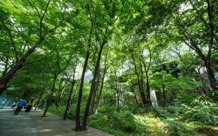 大手町タワー(大手町の森)が第6回グリーンインフラ 大手町タワー(大手町の森)が第6回グリーンインフラ