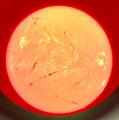 プロミネンスなどの太陽活動を観察できる!Hα太陽望遠 プロミネンスなどの太陽活動を観察できる!Hα太陽望遠