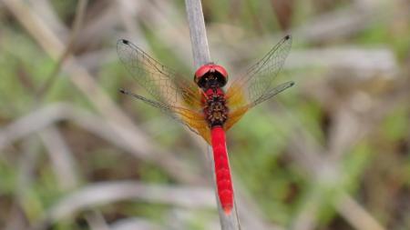 富山県小矢部市でネイチャーポジティブの実現を目指し 富山県小矢部市でネイチャーポジティブの実現を目指し