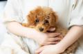 老犬介護で心が限界に達する飼い主が急増--自己肯定感 老犬介護で心が限界に達する飼い主が急増--自己肯定感
