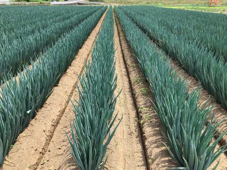 深谷ねぎ、猛暑・干ばつ影響下でも価格は安定年末需要 深谷ねぎ、猛暑・干ばつ影響下でも価格は安定年末需要