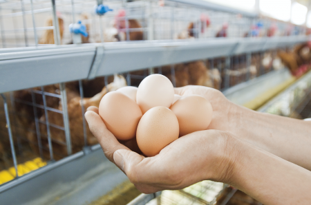 年末年始の産地を応援「配達休みに産まれた産直たまご 年末年始の産地を応援「配達休みに産まれた産直たまご