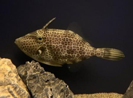 【スマートアクアリウム静岡】生きている姿はめったに 【スマートアクアリウム静岡】生きている姿はめったに