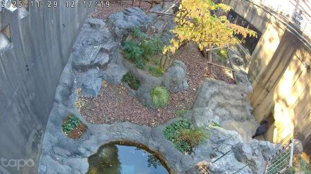 TP-Link、AIアシスタント「Tapo AI」を日本市場へ導入 TP-Link、AIアシスタント「Tapo AI」を日本市場へ導入