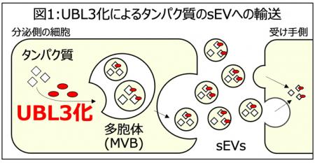 高脂血症治療薬スタチンに新たな可能性、PD-L1のutf-8 高脂血症治療薬スタチンに新たな可能性、PD-L1のutf-8