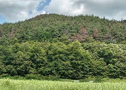 (株)タケエイ林業 建設業許可取得および新規山林取得 (株)タケエイ林業 建設業許可取得および新規山林取得
