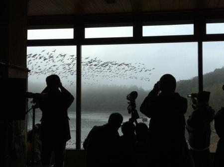 【加賀温泉郷】夜明けの鴨池で出会う感動の瞬間!レン 【加賀温泉郷】夜明けの鴨池で出会う感動の瞬間!レン