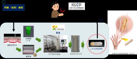 末梢神経損傷に対する同種臍帯由来間葉系細胞を用いた 末梢神経損傷に対する同種臍帯由来間葉系細胞を用いた