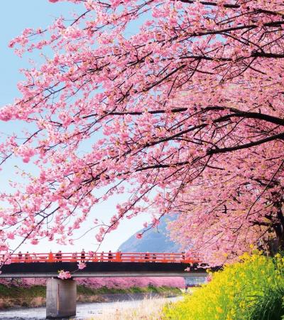 “また行こうね。サクラサク 伊豆・河津へ”「河津桜ま “また行こうね。サクラサク 伊豆・河津へ”「河津桜ま