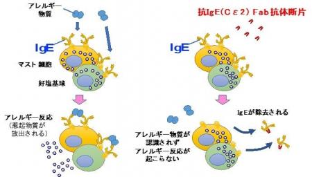 アレルギー物質の体内センサー(IgE)を除去する新規抗 アレルギー物質の体内センサー(IgE)を除去する新規抗