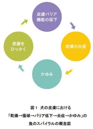 犬皮膚細胞における独自セラミドの作用を解明 犬皮膚細胞における独自セラミドの作用を解明
