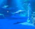【横浜・八景島シーパラダイス】期間限定で水族館「ド 【横浜・八景島シーパラダイス】期間限定で水族館「ド