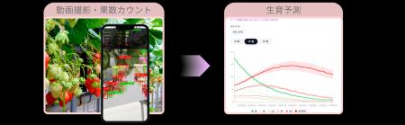 クロロス株式会社、イチゴ生育予測サービス「BerryCas クロロス株式会社、イチゴ生育予測サービス「BerryCas