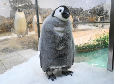 エンペラーペンギンの赤ちゃん誕生から100日「さわ エンペラーペンギンの赤ちゃん誕生から100日「さわ