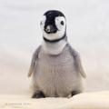 エンペラーペンギンの赤ちゃん誕生から100日「さわ エンペラーペンギンの赤ちゃん誕生から100日「さわ