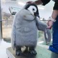 エンペラーペンギンの赤ちゃん誕生から100日「さわ エンペラーペンギンの赤ちゃん誕生から100日「さわ