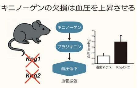 神戸学院大学薬学部の鷹野教授らが蛋白質「キニノーゲ 神戸学院大学薬学部の鷹野教授らが蛋白質「キニノーゲ