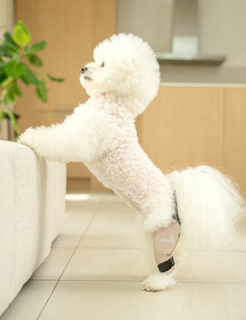 韓国発・犬体工学サポーター『Fitdog』、日本市utf-8 韓国発・犬体工学サポーター『Fitdog』、日本市utf-8