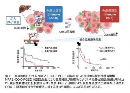 【大阪大学】肝がん免疫療法抵抗性の新たな分子utf-8 【大阪大学】肝がん免疫療法抵抗性の新たな分子utf-8