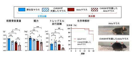 ダイアベティス(糖尿病)に伴う筋肉の衰えを防utf-8 ダイアベティス(糖尿病)に伴う筋肉の衰えを防utf-8
