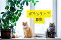 第2回ねこフェス2026開催決定 | 8月1(土)・2(日) 第2回ねこフェス2026開催決定 | 8月1(土)・2(日)